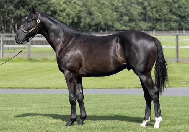 19 年のpogの有力馬や注目産駒 公式編集部 競馬ニュース Tv