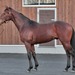 9位:ラボーナ 3.8pt 牡 ルーラーシップ×ハッピーパス(サンデーサイレンス)