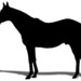 馬名未定 3.1pt 牝 ステイゴールド×ポイントフラッグ(メジロマックイーン)