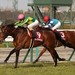 参考 RR:103.4 C 阪神大賞典2017 GⅡ