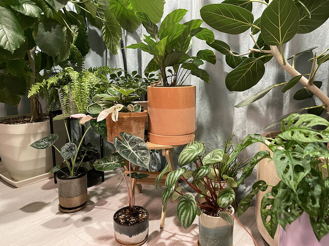スタイリッシュなインドアグリーン専門店「プラントソサエティ」で癒さ