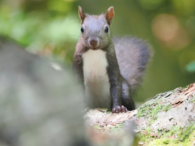 スマホでも撮れる！北海道ならではのかわいい野生動物「エゾリス」と