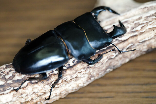 ✨リアル カブトムシ クワガタ 等色々 11頭✨ ✨リアル カブトムシ クワガタ 等色々 11頭✨