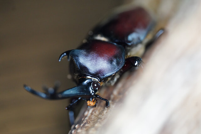 カブトムシ 虫ペット 育成ゲーム カブトムシの成虫飼育