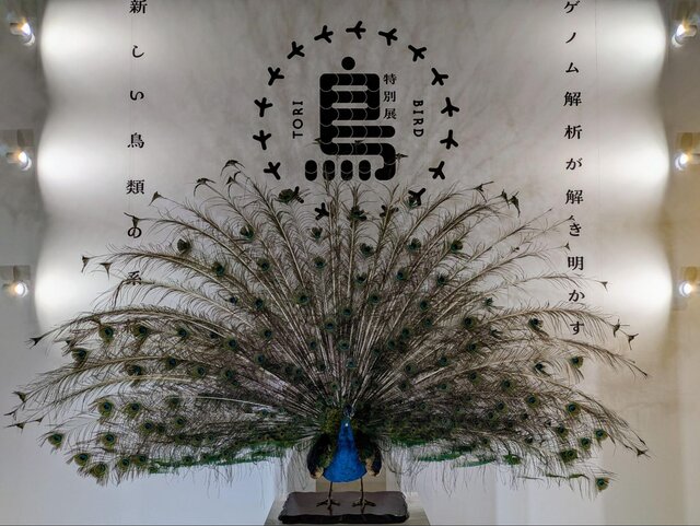 かはく”初、「鳥」の特別展！シマエナガから「古代の空飛ぶ巨鳥」まで