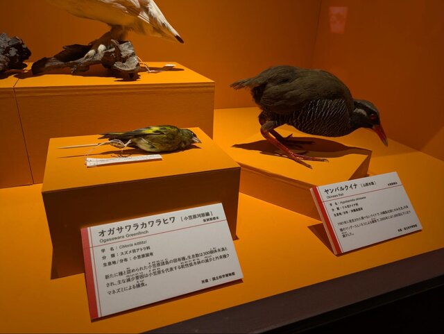 かはく”初、「鳥」の特別展！シマエナガから「古代の空飛ぶ巨鳥」まで