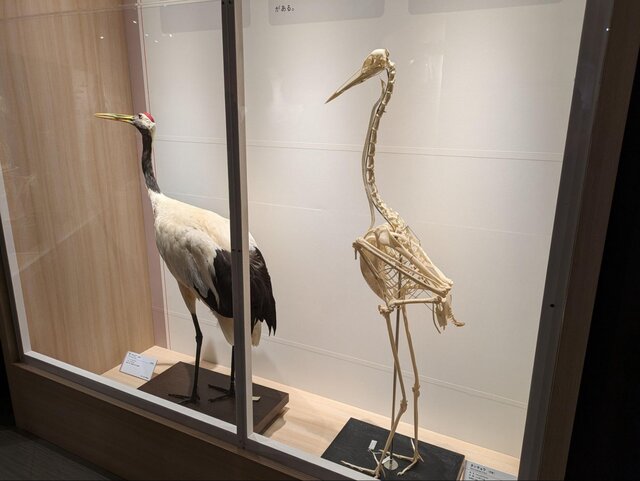 かはく”初、「鳥」の特別展！シマエナガから「古代の空飛ぶ巨鳥」まで