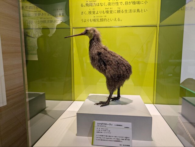 かはく”初、「鳥」の特別展！シマエナガから「古代の空飛ぶ巨鳥」まで
