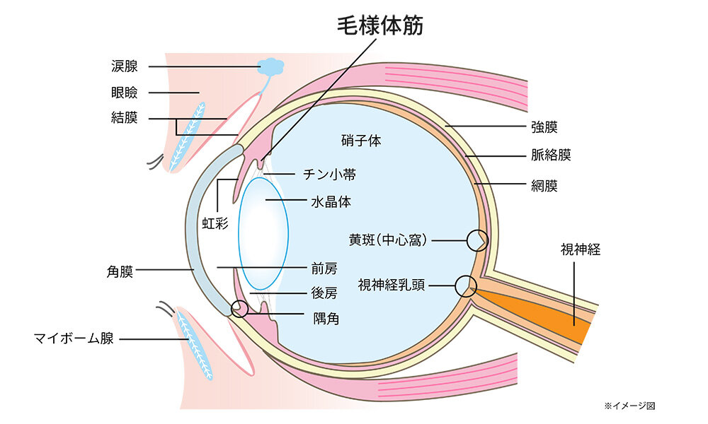 眼球断面図