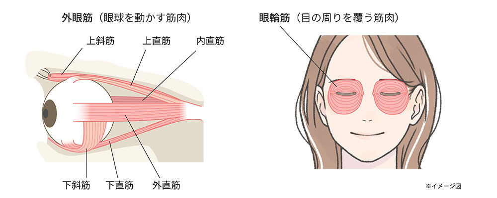 外眼筋と眼輪筋の図説