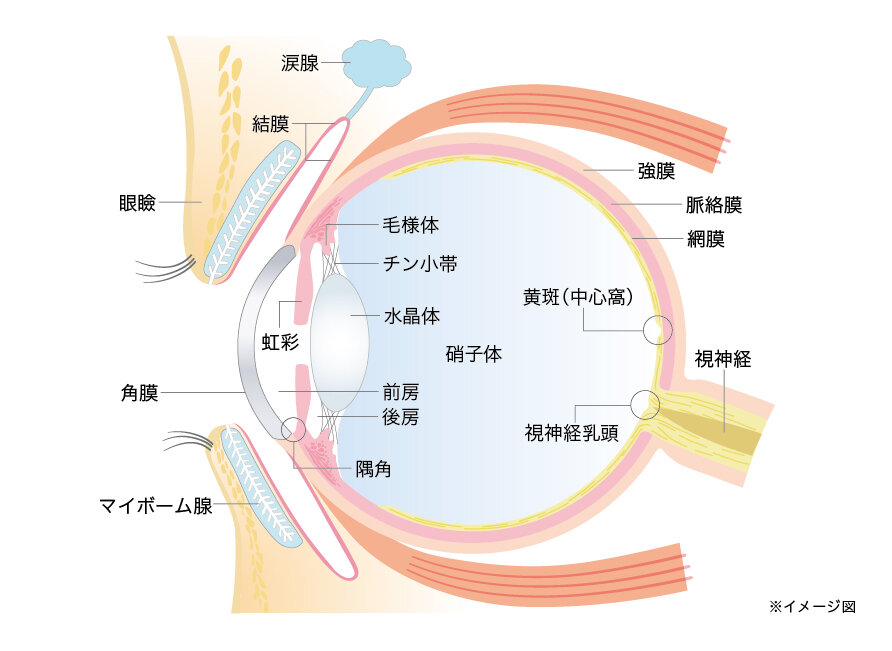 眼球断面図