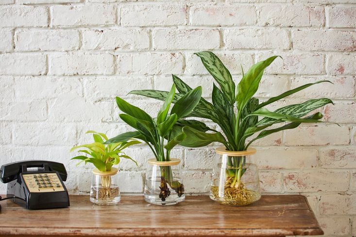 在宅勤務の効率アップ!?室内で楽しめる植物「WOOTANG」が大ヒット