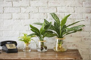 在宅勤務の効率アップ!?室内で楽しめる植物「WOOTANG」が大ヒット