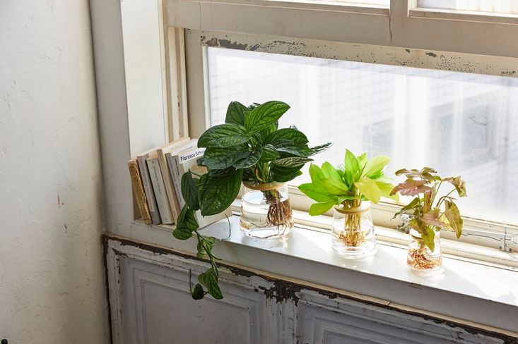 プロ推薦 初心者でも育てやすい 水耕栽培 で始める 観葉植物のある暮らし No Ma プロ推薦 初心者でも育てやすい 水耕栽培 で始める 観葉植物のある暮らし No Ma