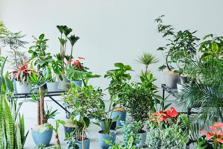 家時間に、もっと癒しを。スペースを気にせず飾れる「AND PLANTS」のテーブルプランツ