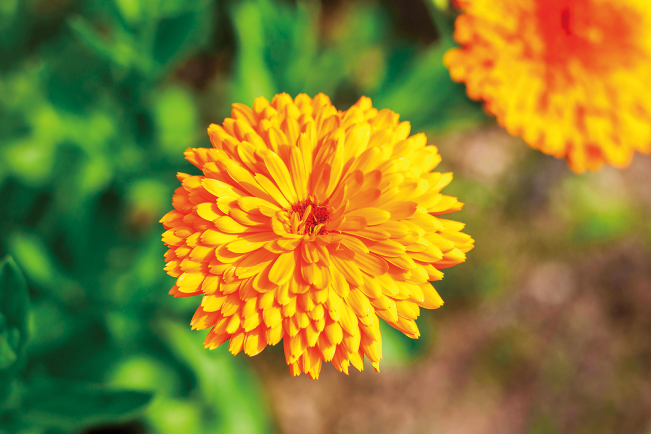 北海道の大自然の力が髪と肌をしっとり健やかに ナチュラルアイランドの カレンデュラシリーズ がパワーアップ No Ma 北海道の大自然の力が髪と肌をしっとり健やかに ナチュラルアイランドの カレンデュラシリーズ がパワーアップ No Ma